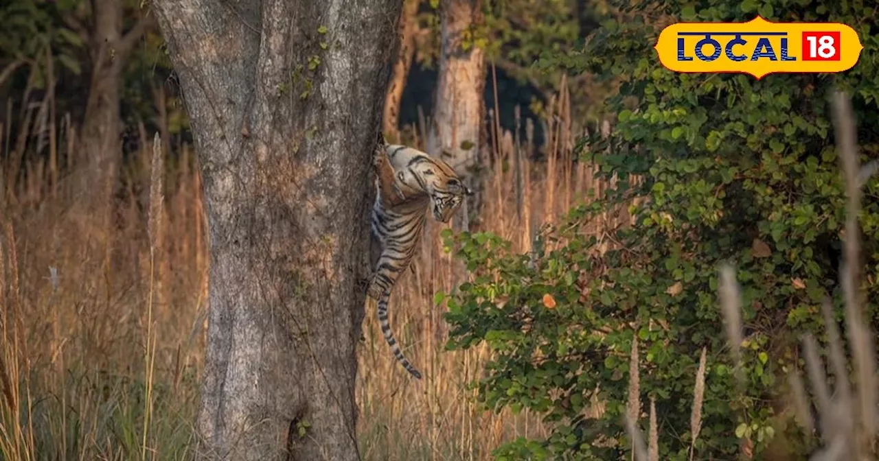 जंगल सफारी पर निकले सैलानियों को अचानक नजर आया बाघ, कुछ के उडे़ होश तो कुछ ने बनाया वीडियो