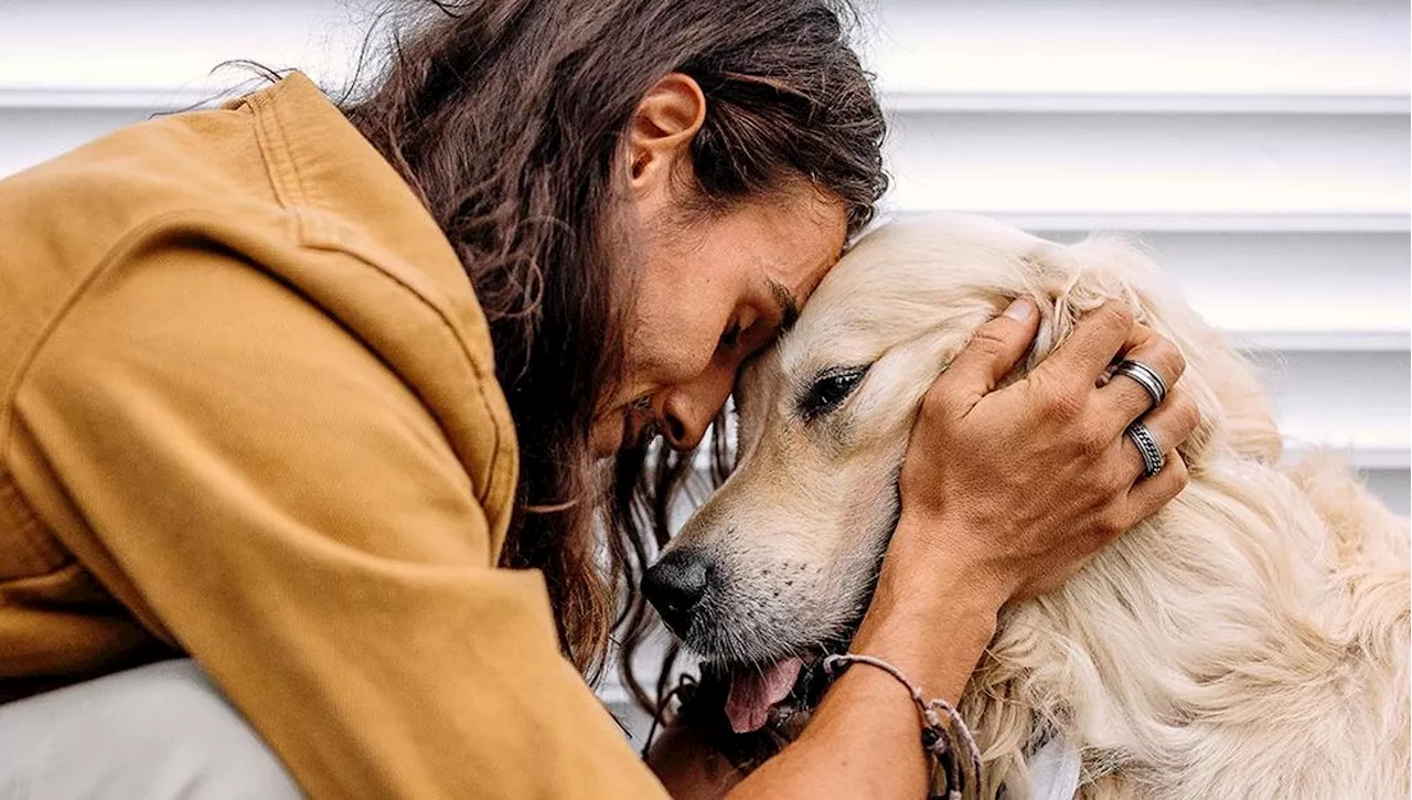 Il Cervello Umano e Canino: Sincronizzazione durante le Interazioni