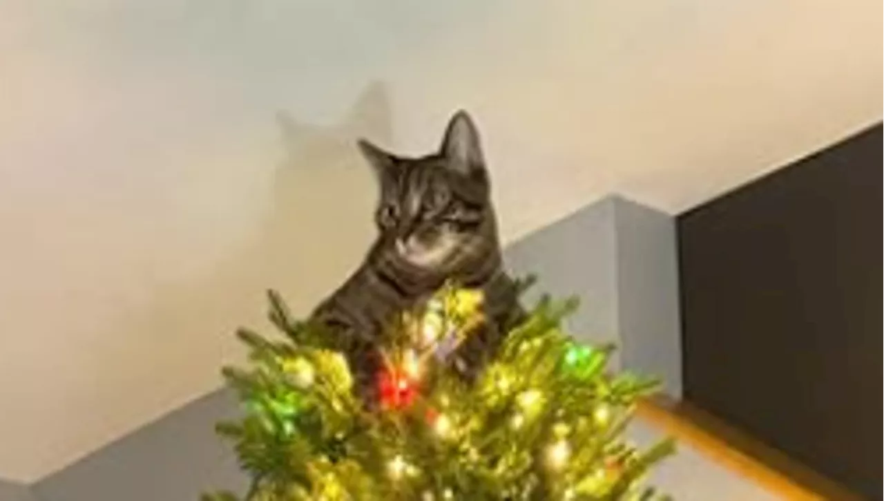 Il Gatto Rupert, il Nuovo Puntale dell'Albero di Natale