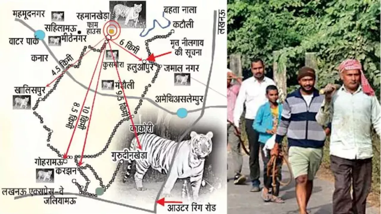 काकोरी में बाघ का आतंक, एक लाख से अधिक लोगों की जिंदगी पटरी से उतरती