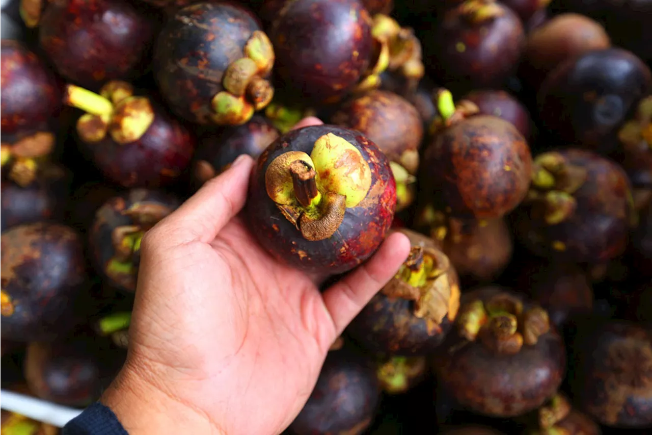 Manggis: Ratu Buah Tropis dengan Segudang Manfaat