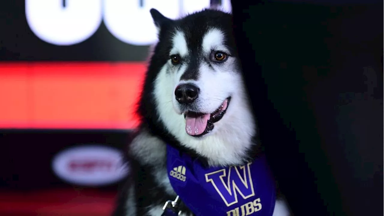 Dubs II: A Look Back at the University of Washington Husky Mascot's Journey