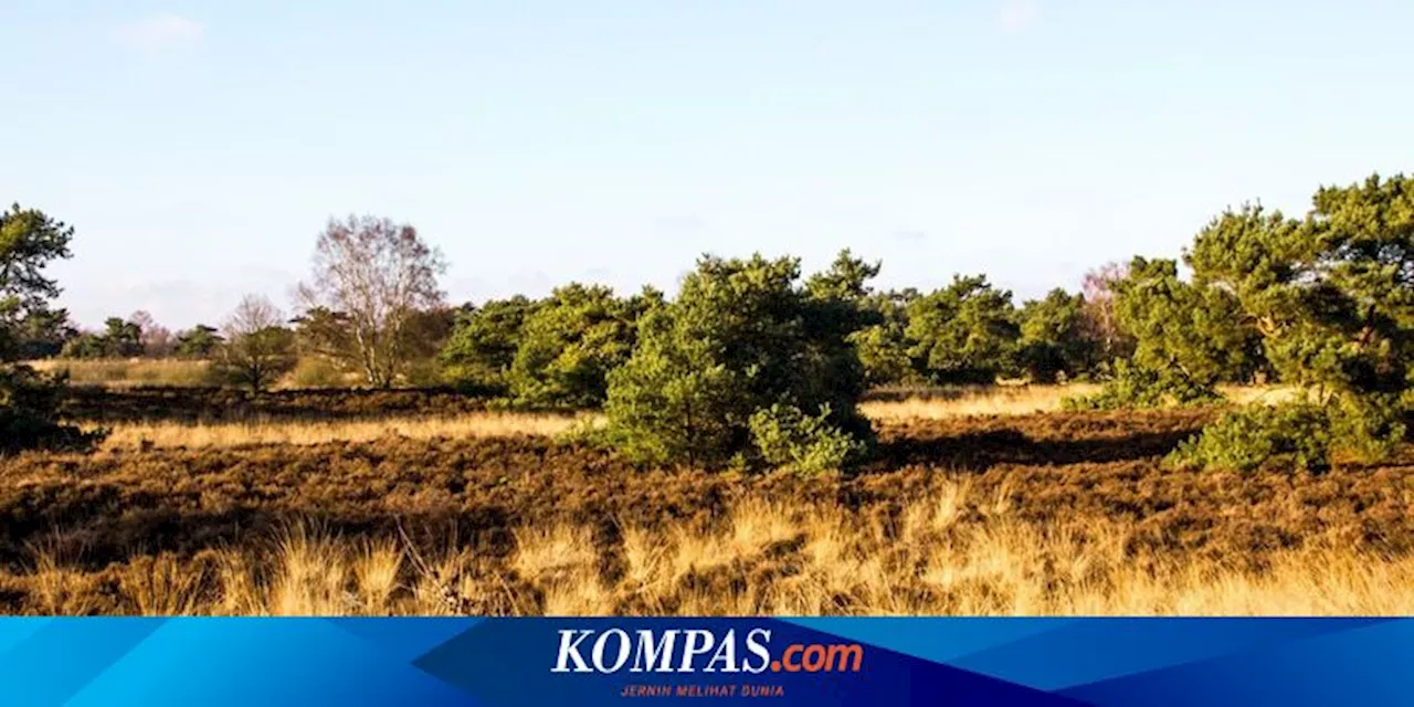 Bocah Hilang 5 Hari di Taman Zimbabwe Penuh Singa, Ditemukan Selamat