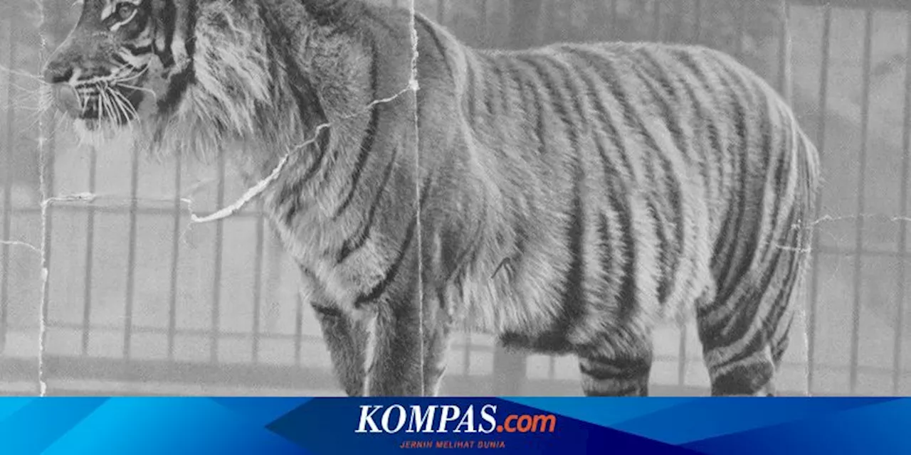 Harimau Jawa: Menelusuri Jejak Harapan