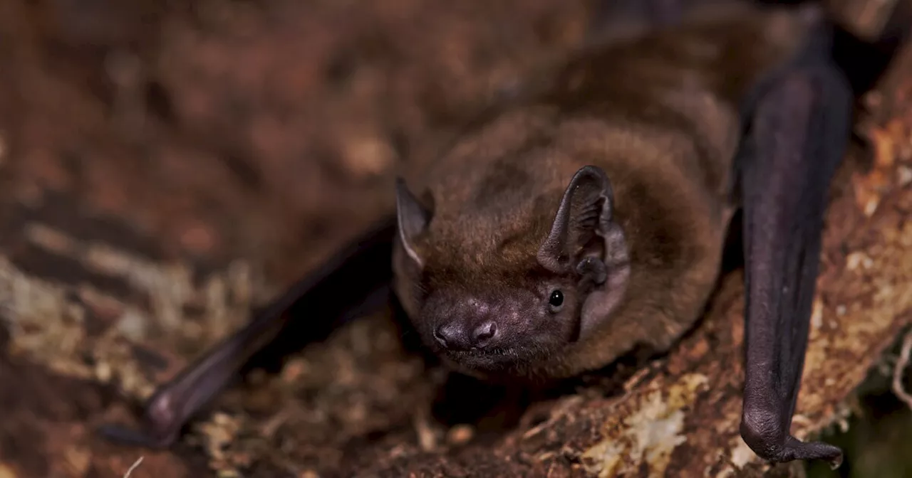 Bat Migration Patterns Revealed by New Tracking Technology