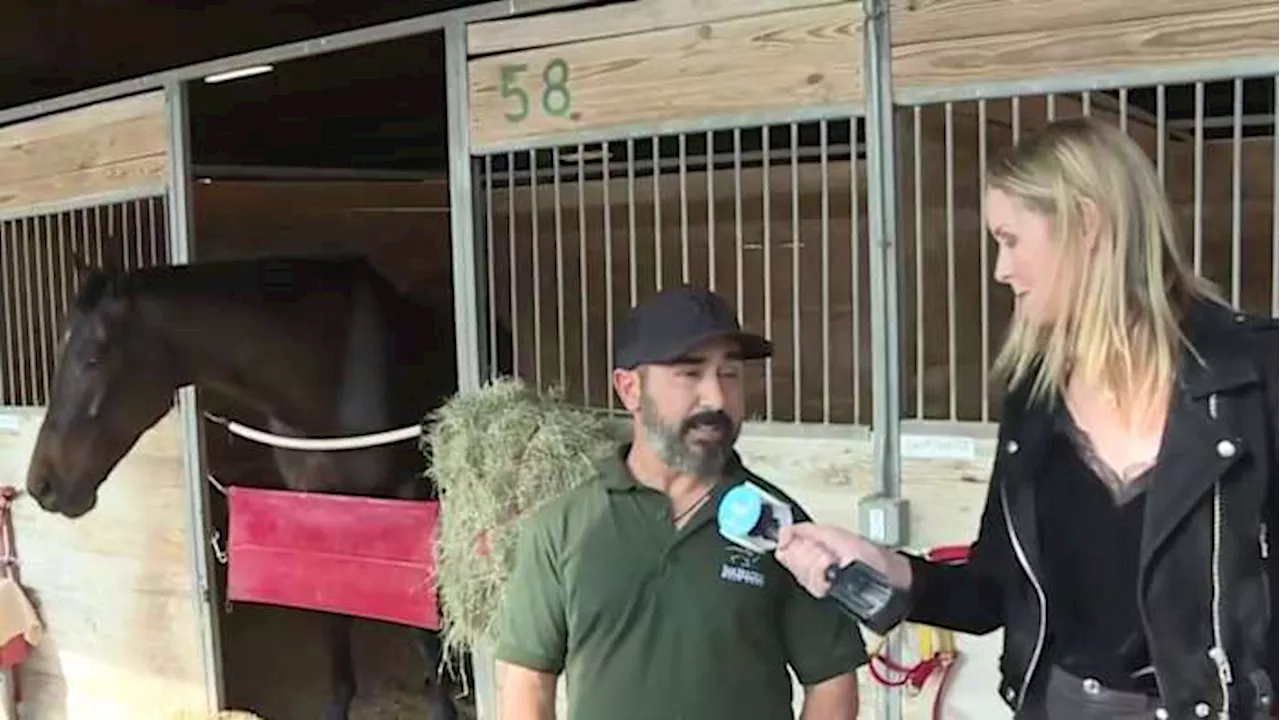 Behind the scenes at the Sam Houston Race Park barn