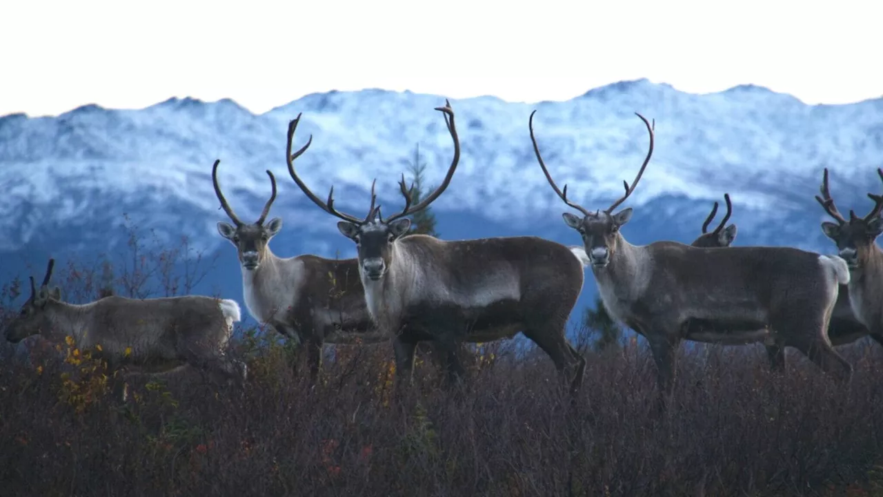 Arctic Tundra Shifts to Carbon Release, Impacting Caribou Populations