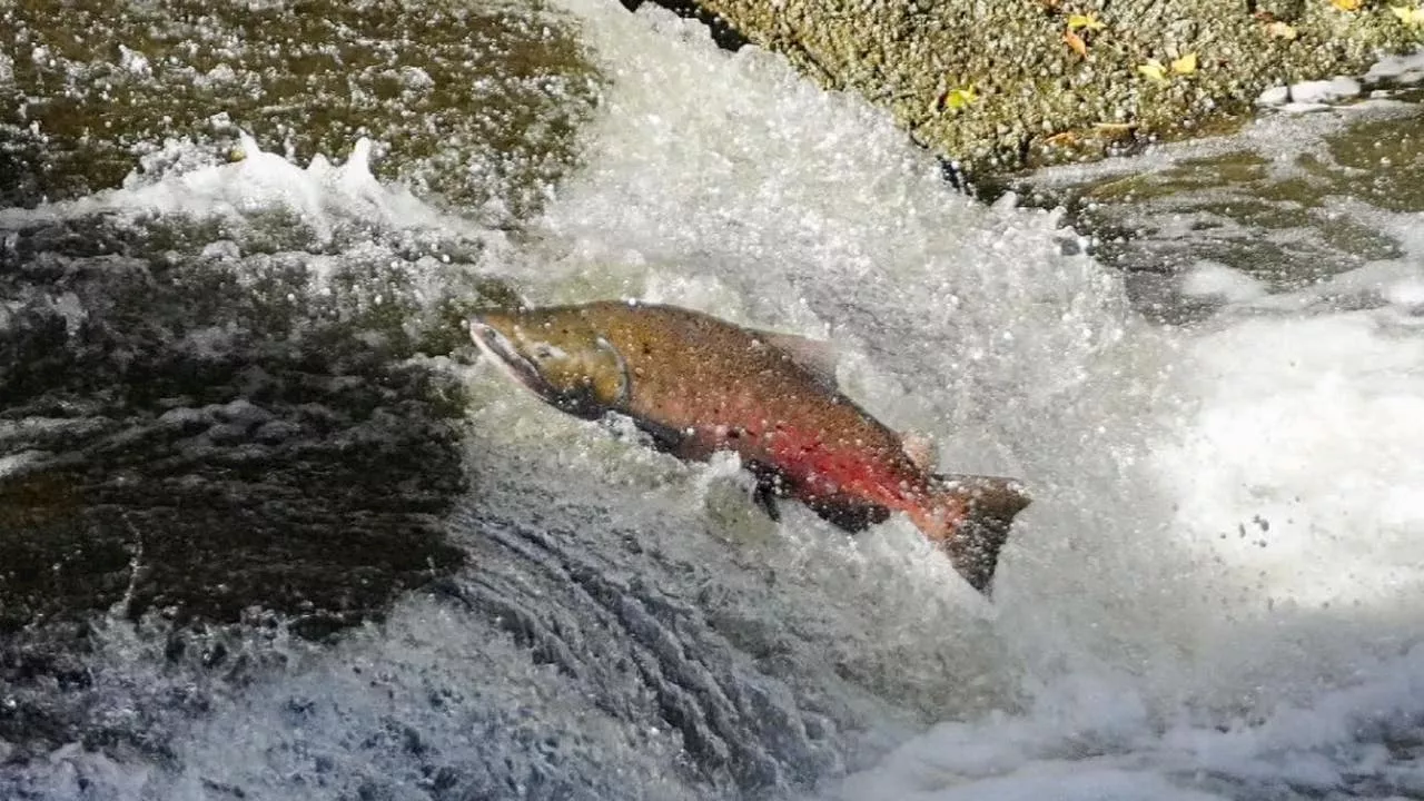 Commercial Fisherman Caught with Unlawfully Caught Salmon and Other Fish