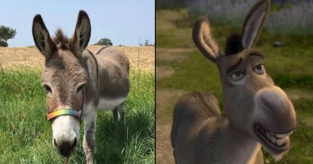 Muere Perry, el burro que inspiró a Burro de Shrek