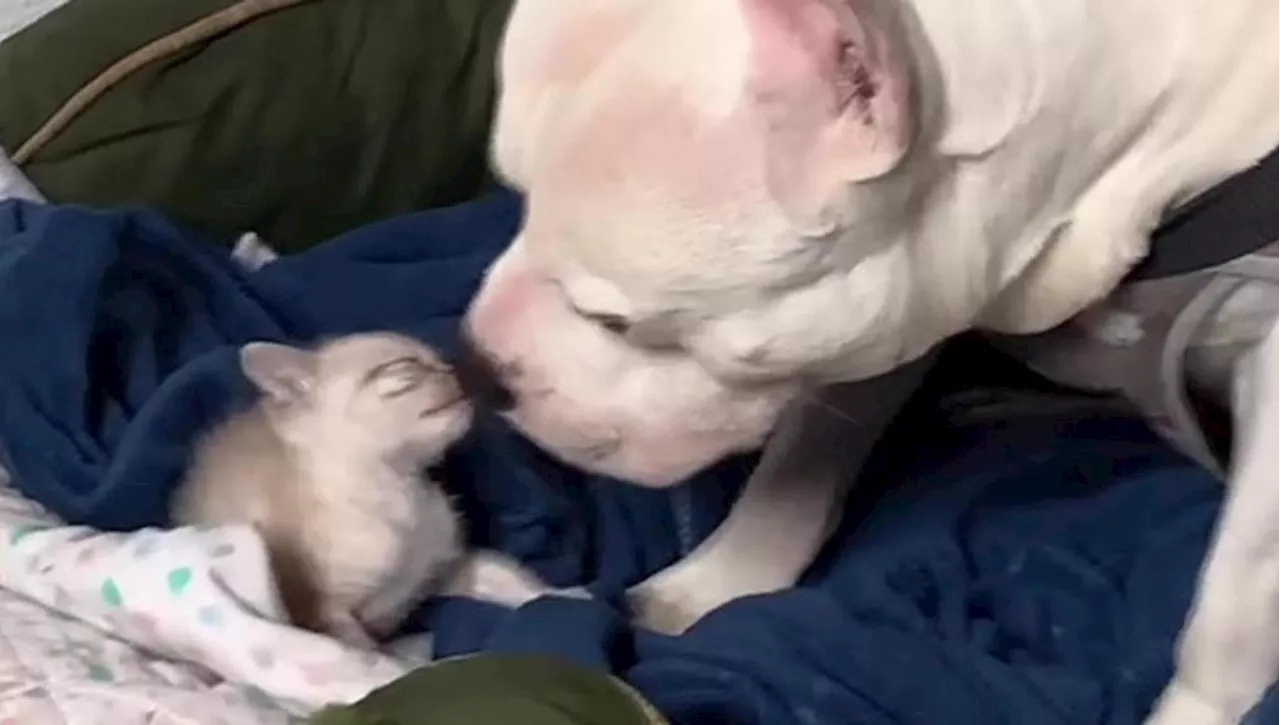 Un Pit Bull e un Cucciolo di Gatto: Una Storia di Amore Inaspettata