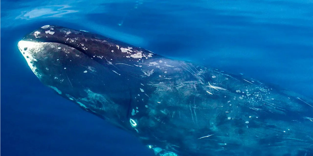 Une Baleine Boréale Atteint L'Âge Récordi 211 Ans