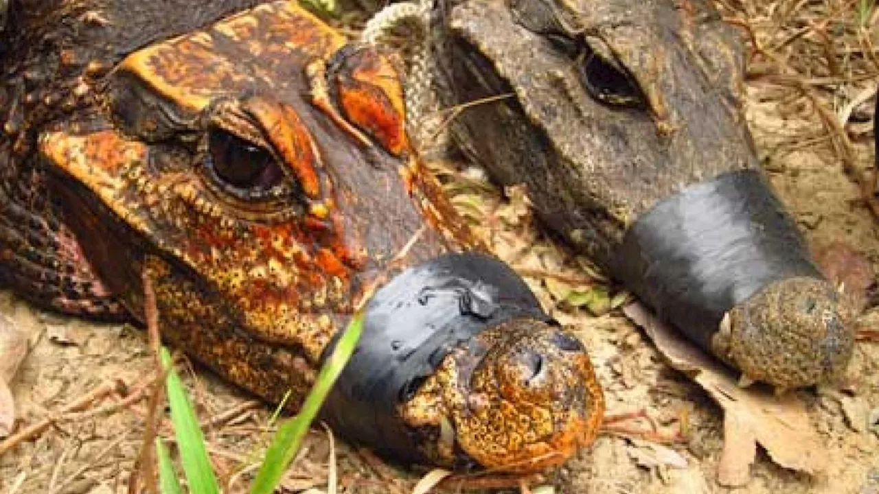 Cave-Dwelling Dwarf Crocodiles May Be Evolving Into a New Species