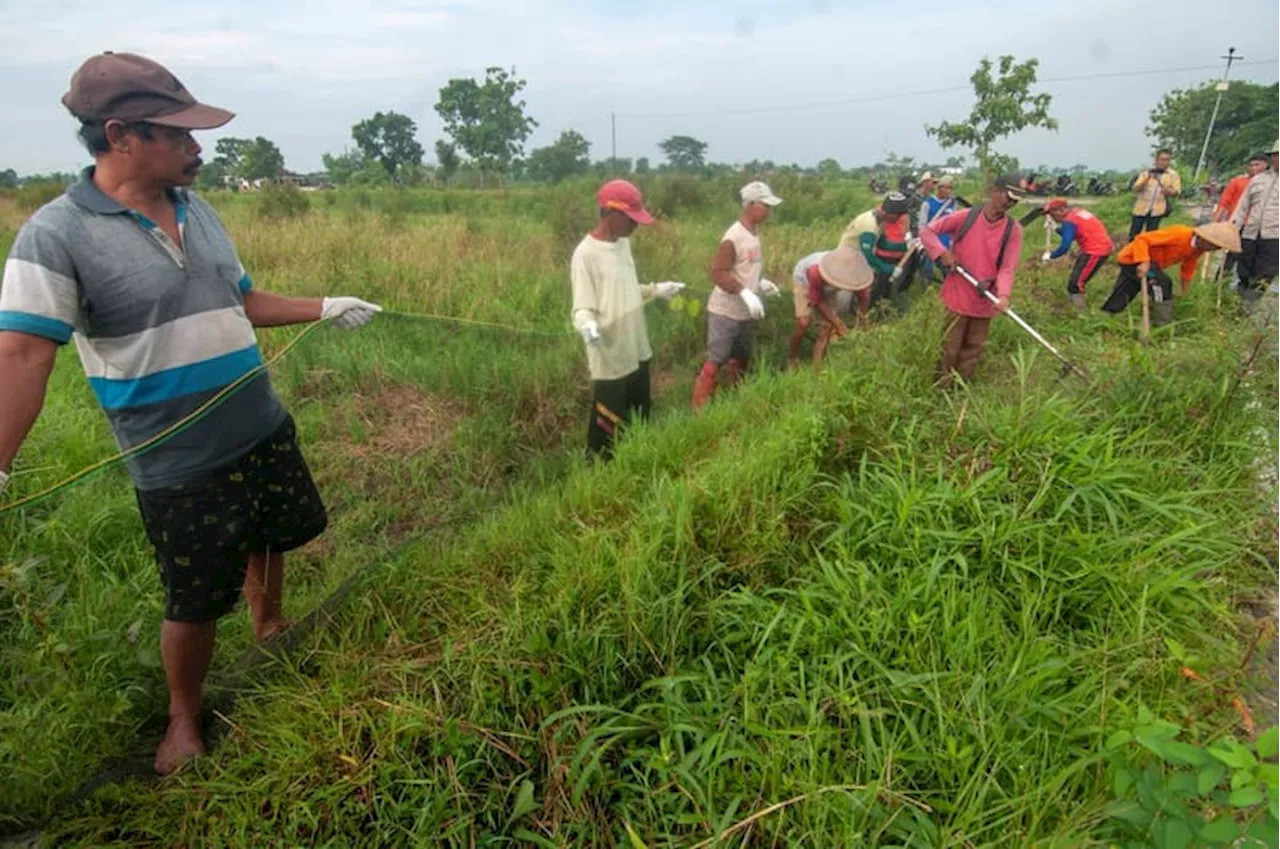 Pengendalian Hama Tikus di Kabupaten Sleman