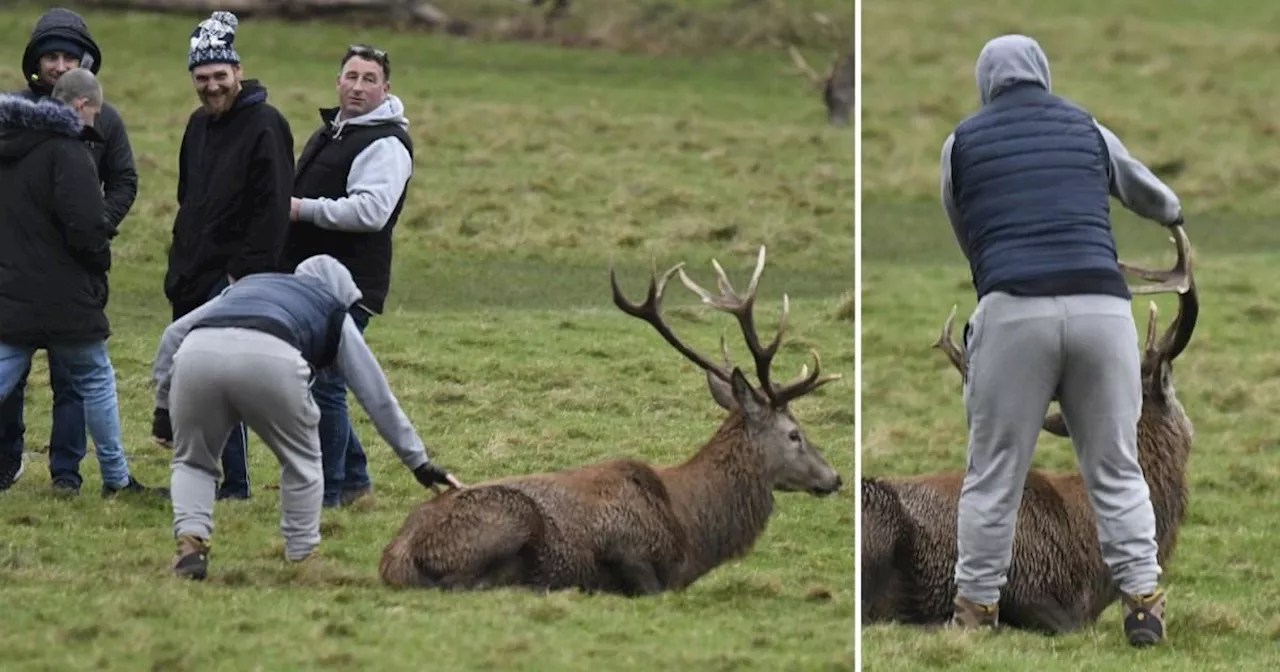 Yobs Assault Wild Stag in Nottingham Park