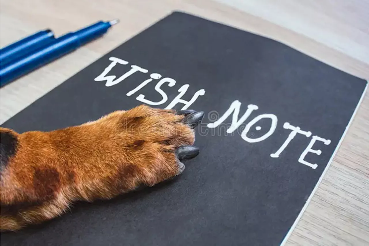 A Dog's Guide to New Years Resolutions