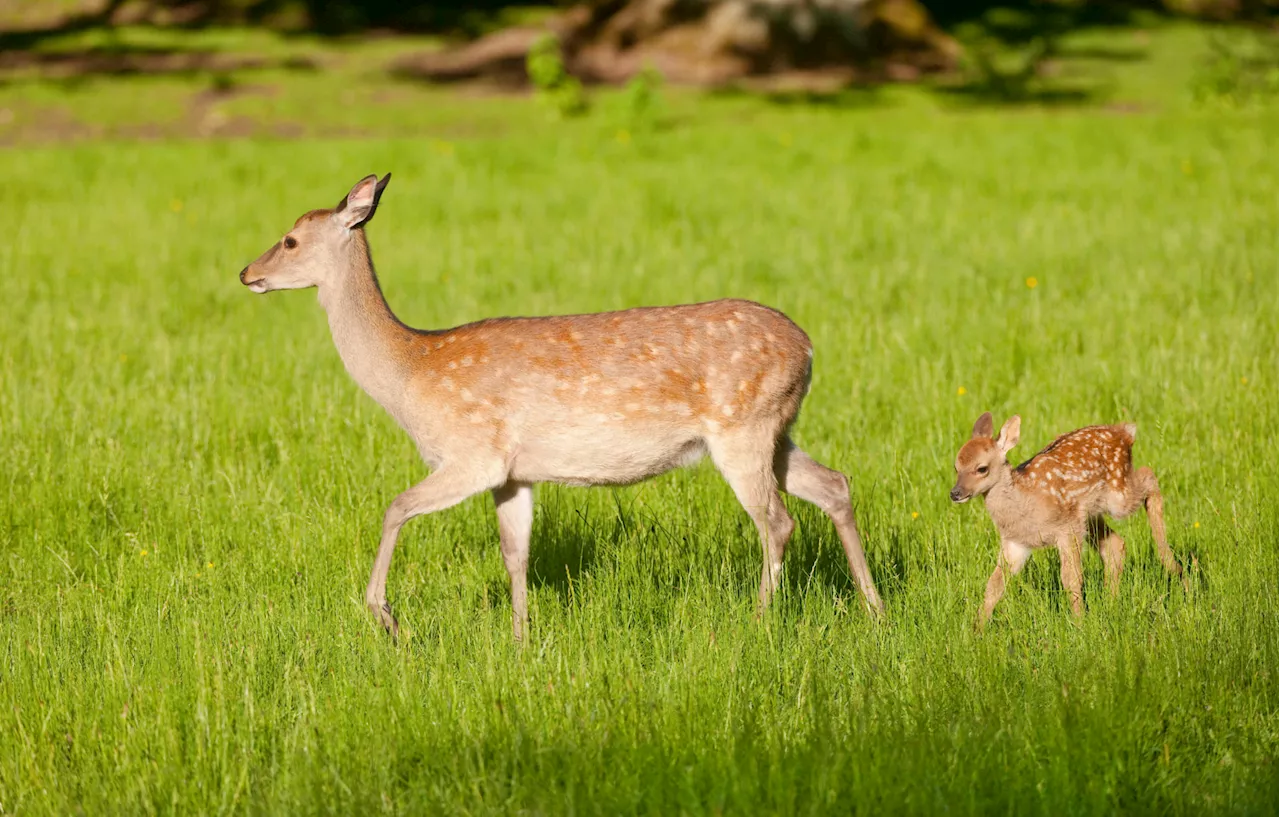 Ireland's Native Forests Under Threat from Invasive Sika Deer