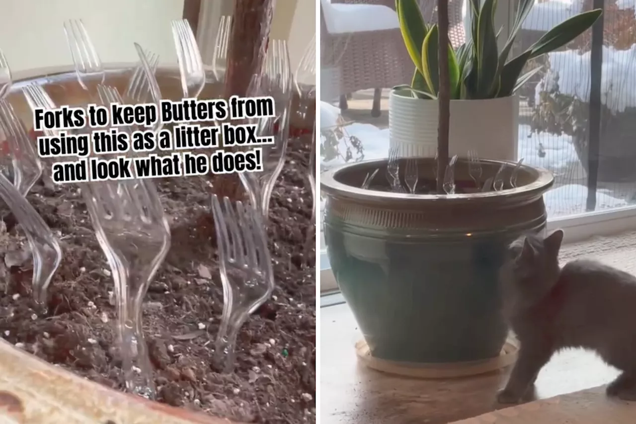 Kitten Outwits Family's Potted Plant Hack