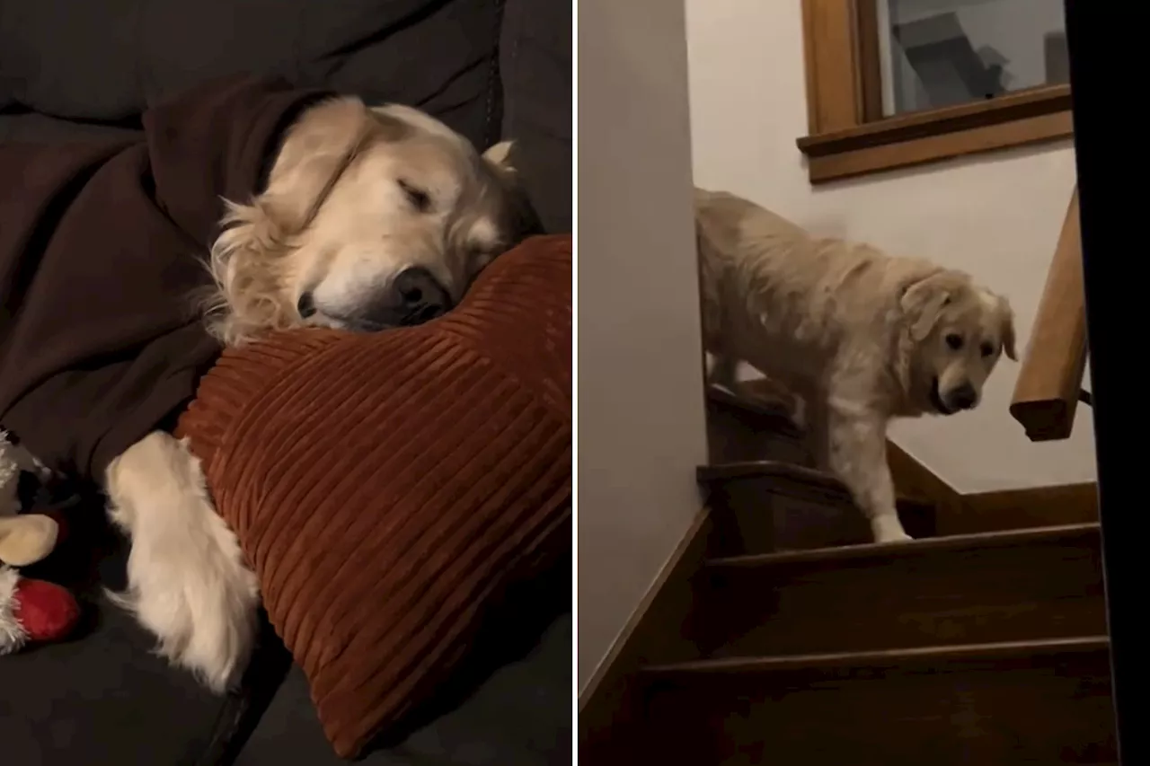 Rescue Dog's Fear of Stairs Leads Owner to Sleep on Couch for Two Months