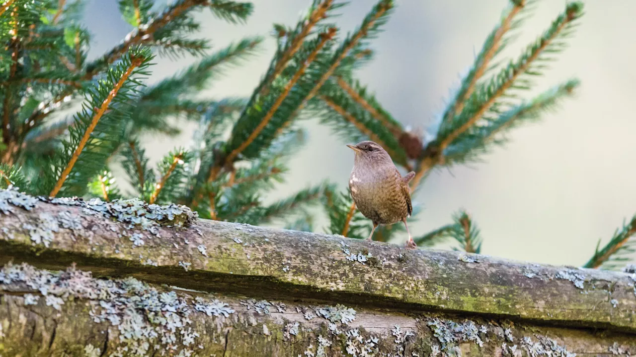 Im Haus für Natur dreht sich alles um Wintervögel und Insekten