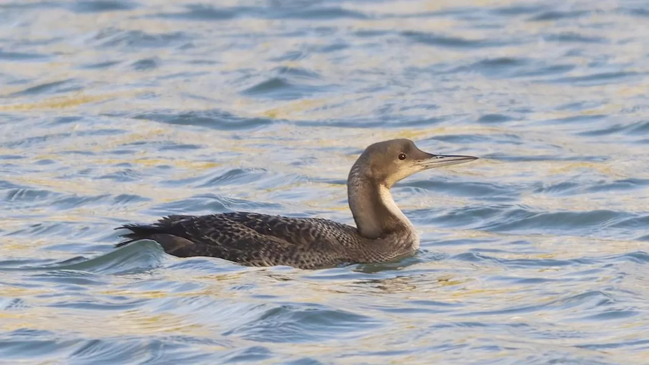 Pacifische Parelduiker Ontdekt in Nederland