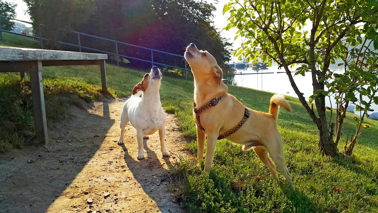 Ma voisine's chien divague sur la route