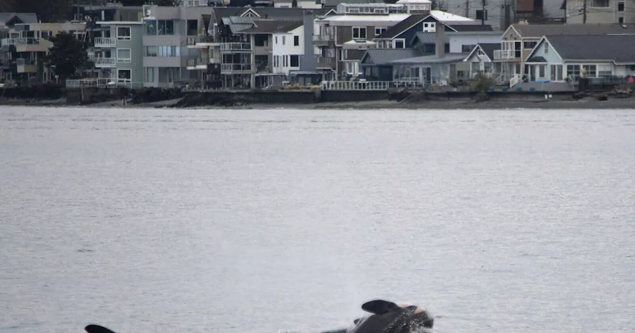 Orca Mutter Trauert Um Verlorenes Kalb