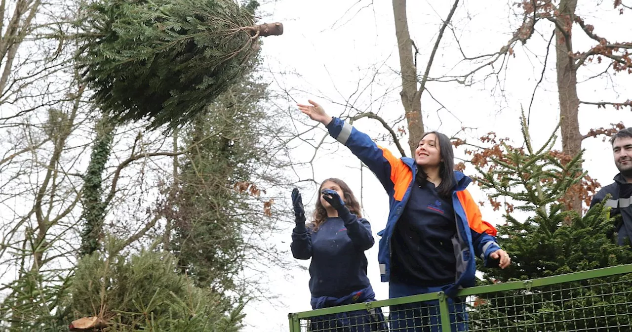 Weihnachtsbaum-Sammlung in Enger und Spenge