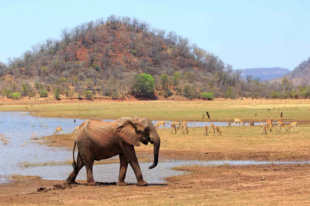 8-Year-Old Boy Found Alive After 5 Days Lost in Zimbabwe Wildlife Park