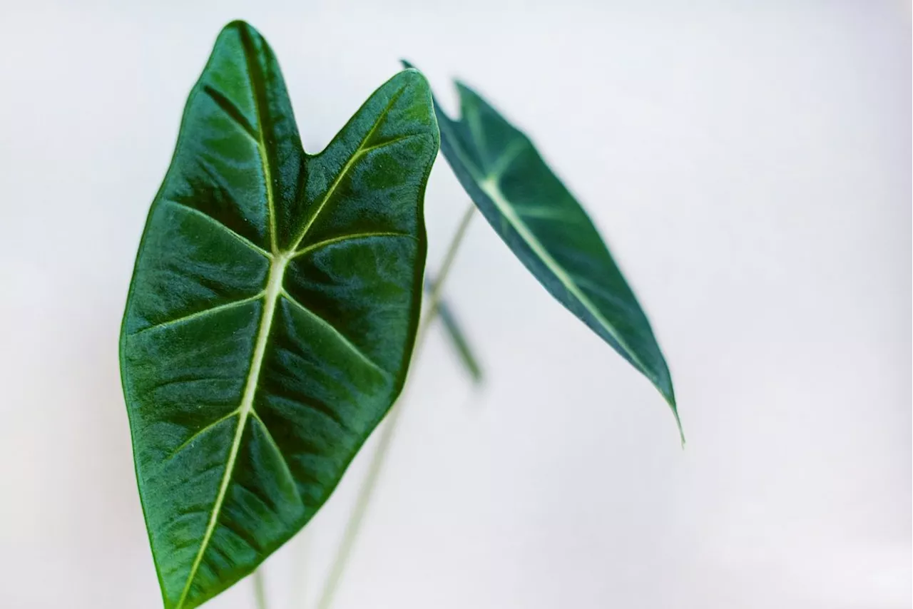 Alocasia: Cuidados y Especies