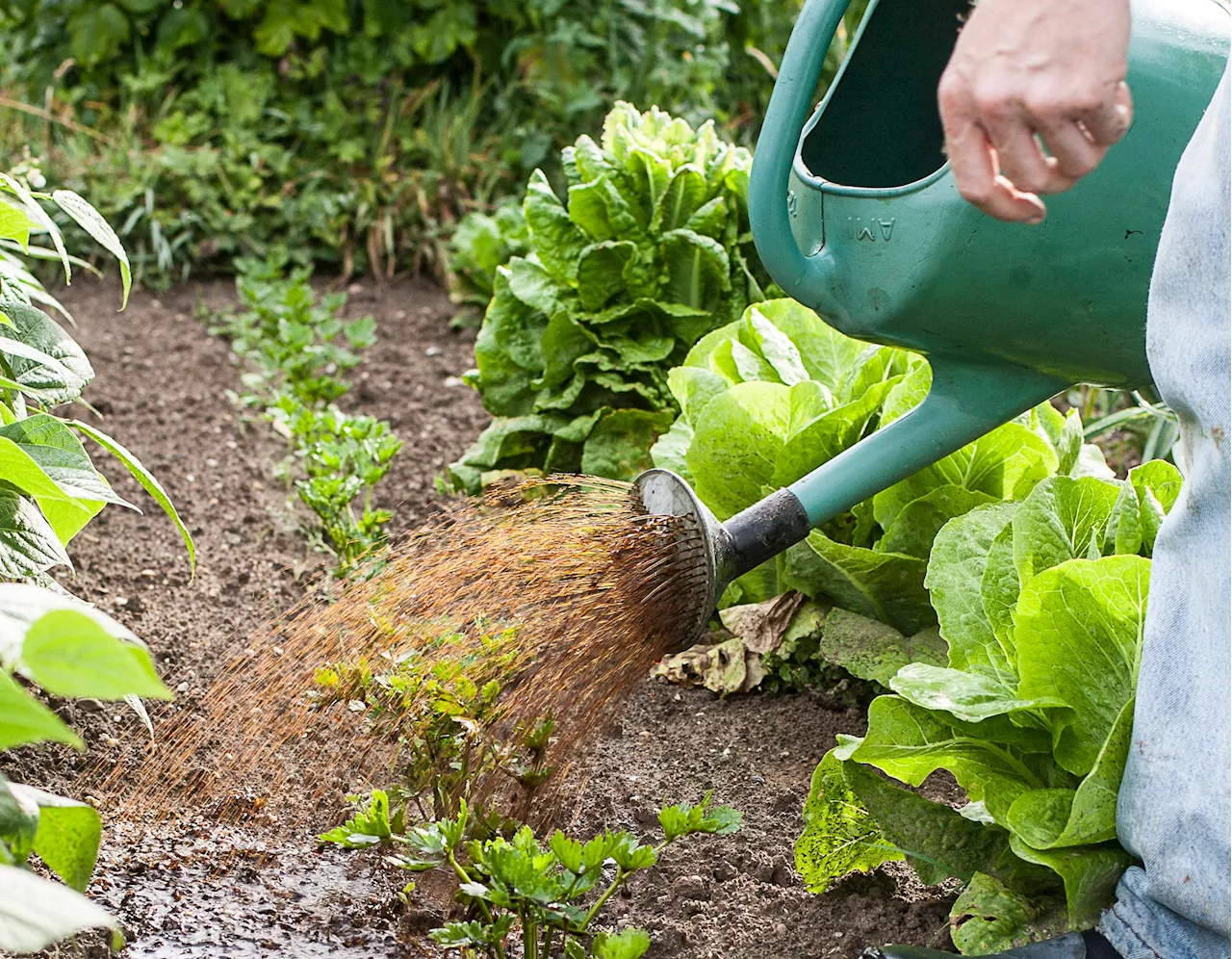 Jardinage : quelle sera votre résolution pour la nouvelle année ?