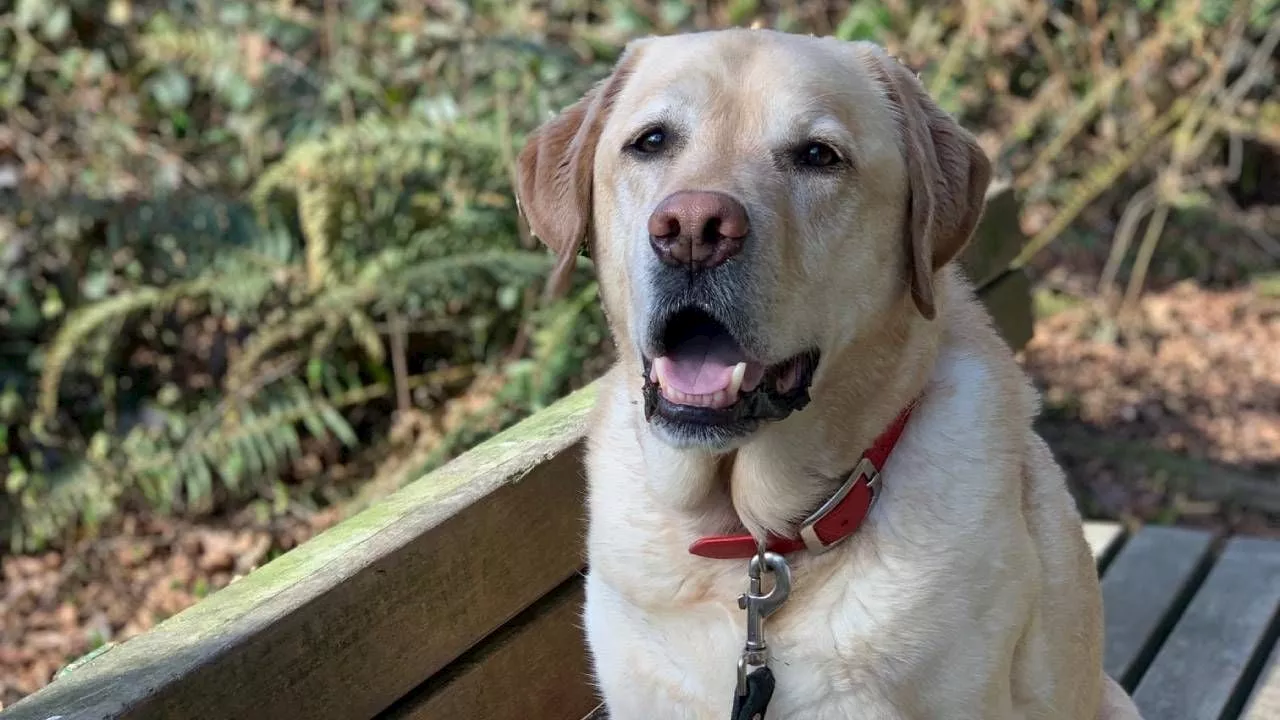 Conoce a Raleigh, el perrito de 'Más allá de la montaña' que conquistó al mundo entero