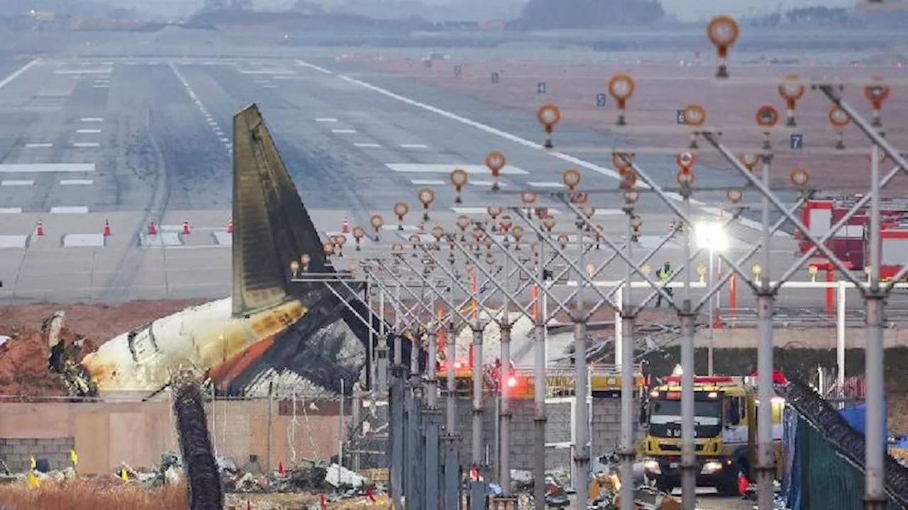 Berkaca dari Insiden Jeju Air, Burung Indonesia Sarankan Ini untuk Atasi Bird Strike di Bandara