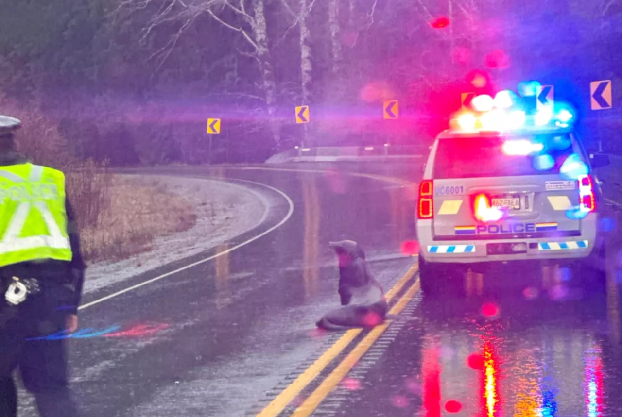 Lost sea lion stuns commuters by waddling along Vancouver Island highway