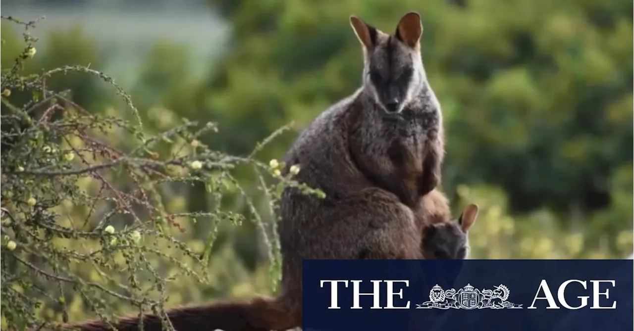 Endangered wallabies survive Grampians fire but starvation threatens