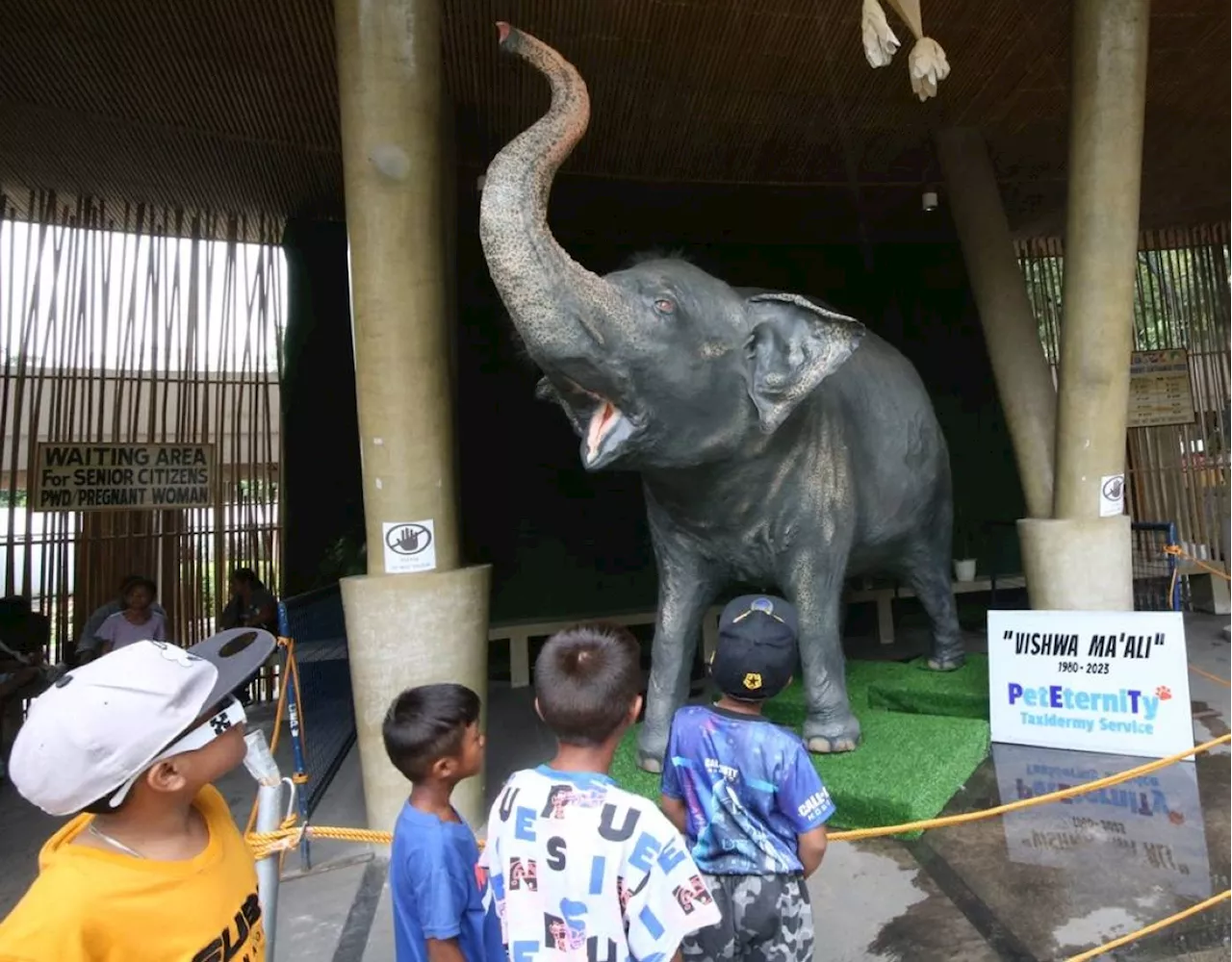 Manila Zoo Puts Mali the 'Saddest Elephant' on Display After Death