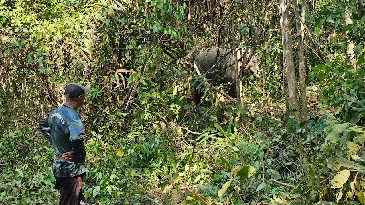 Wild Elephant Menace Raises Safety Concerns in Kampung Chepor