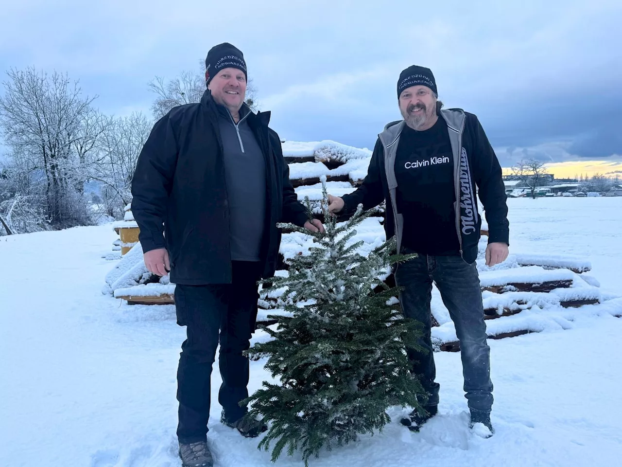 Christbäume als Tradition: Funkenzünfte sammeln ausgediente Bäume in Vorarlberg