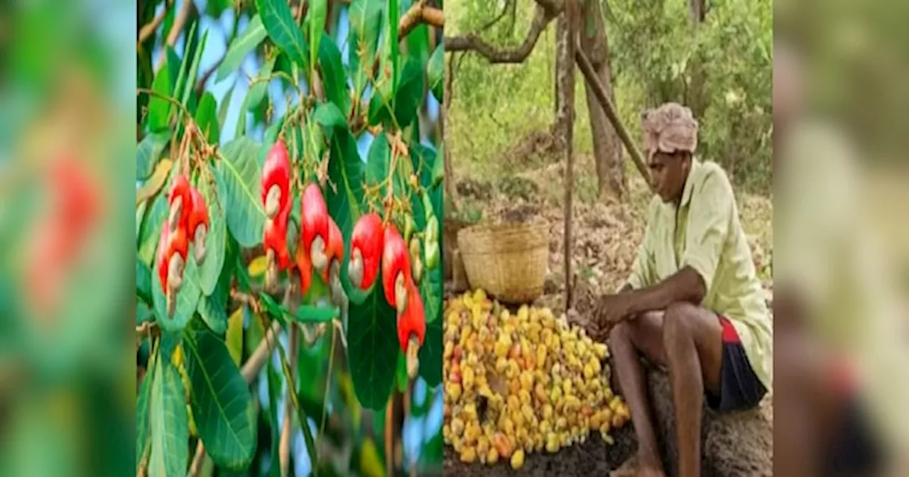 Cheapest Dry Fruits Market: झारखंड के इस बाजार में रद्दी के भाव बिकता है काजू, बोरा भरकर ले जाते हैं लोग