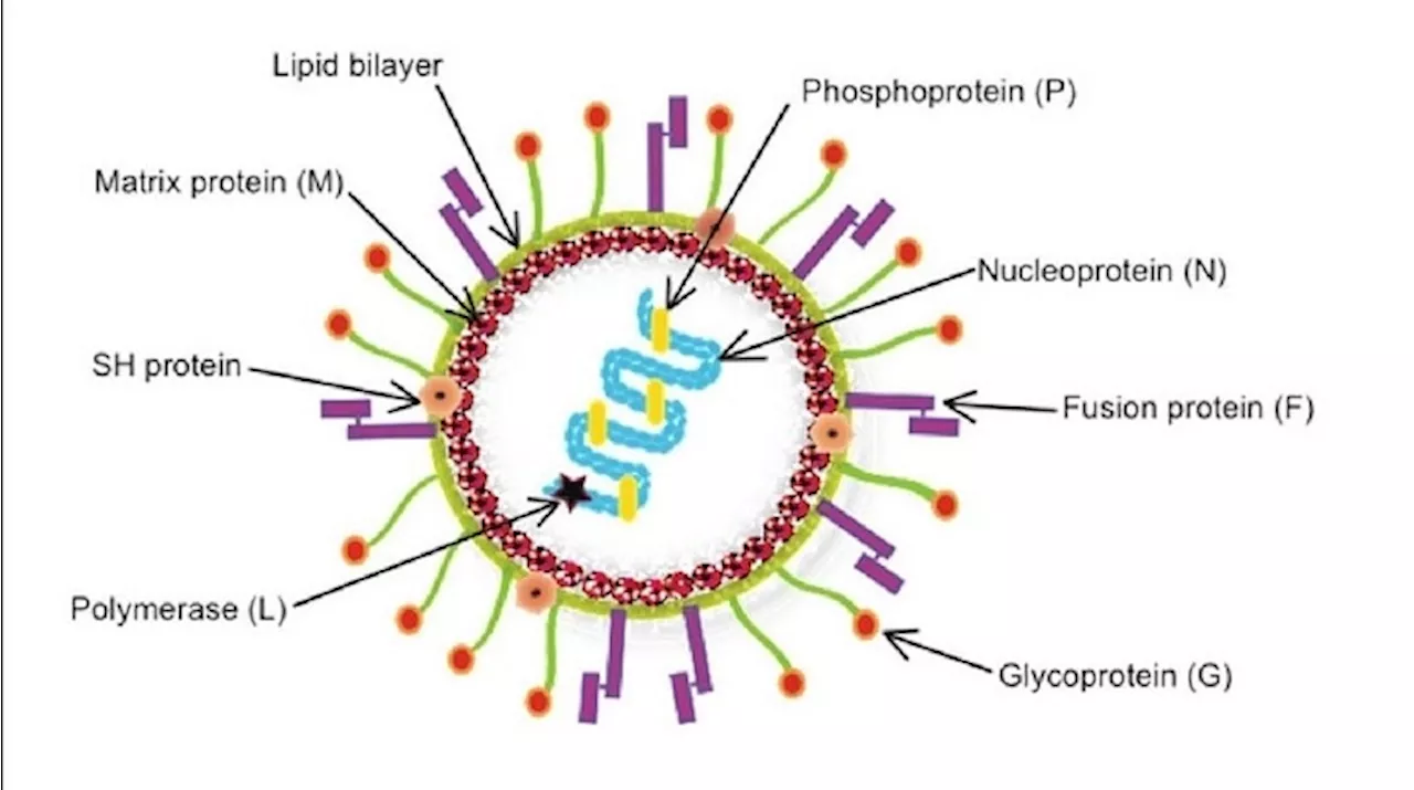 HMPV Symptoms: హెచ్ఎంపీవీ వైరస్ అంటే ఏంటి, ఎలా వ్యాపిస్తుంది, లక్షణాలేంటి