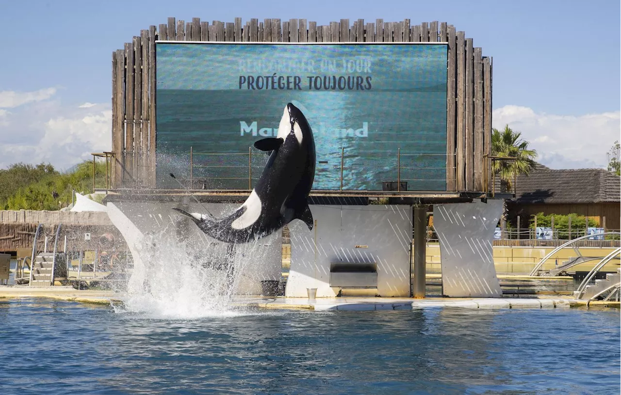 Marineland, le plus grand parc marin d'Europe, ferme ses portes définitivement