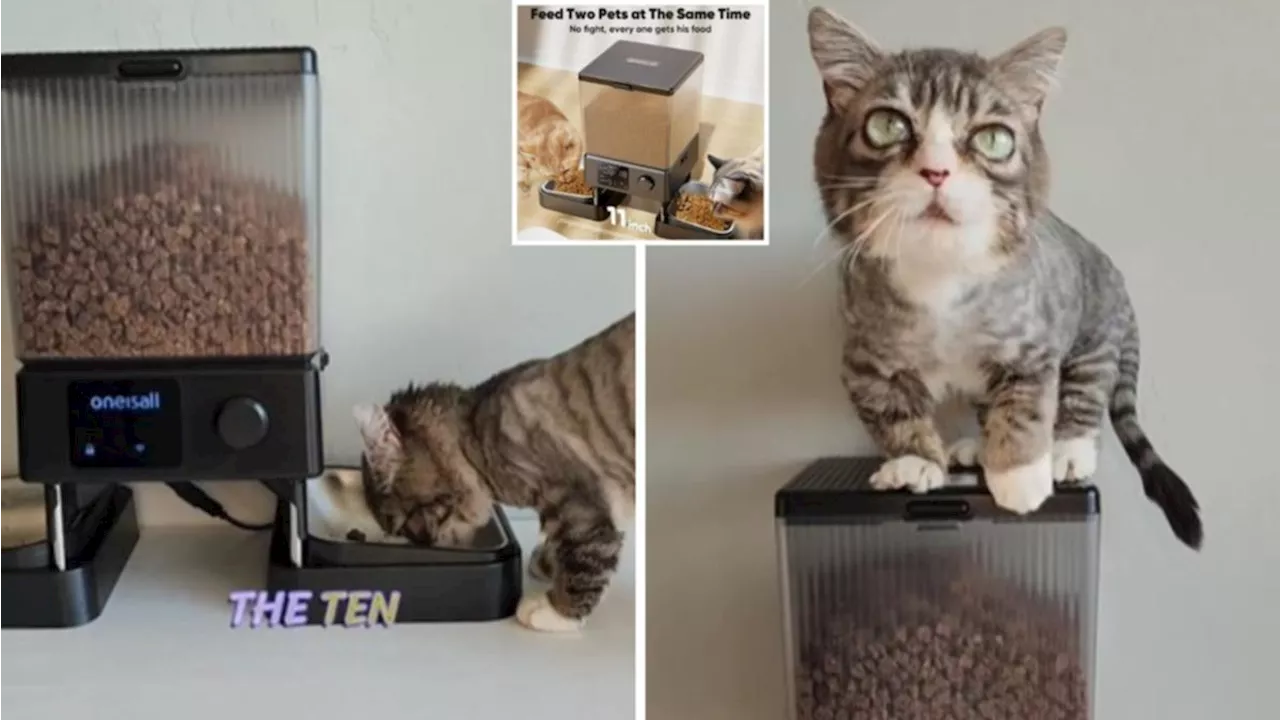 This Automatic Cat Feeder Is a Must-Have for Busy Pet Owners