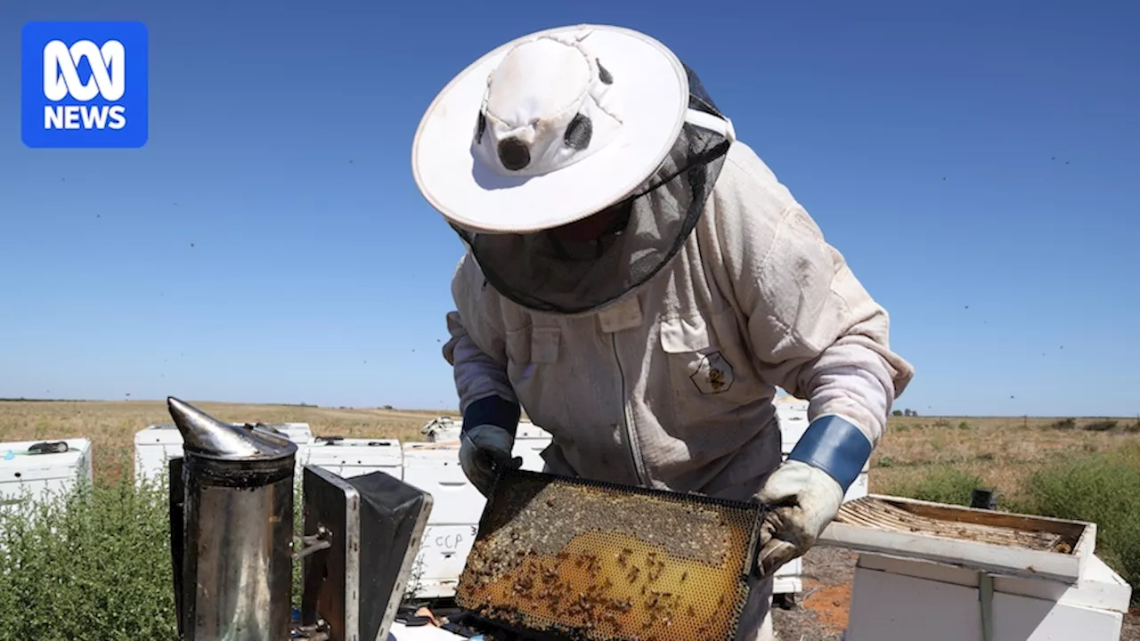 Drought Cripples South Australian Honey Production