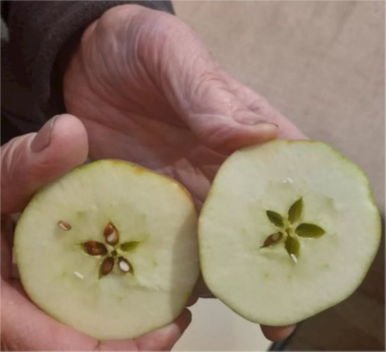 Comment savoir si les pommes de janvier sont mûres ?