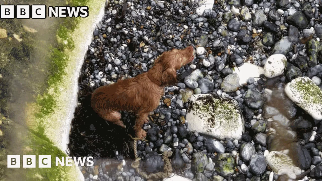 Dog Rescued After Falling 120ft From Cliff