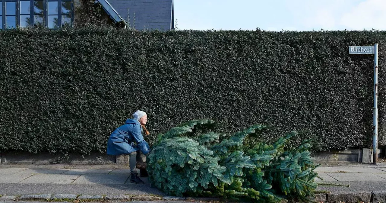 When to Take Down Your Christmas Tree in Ireland