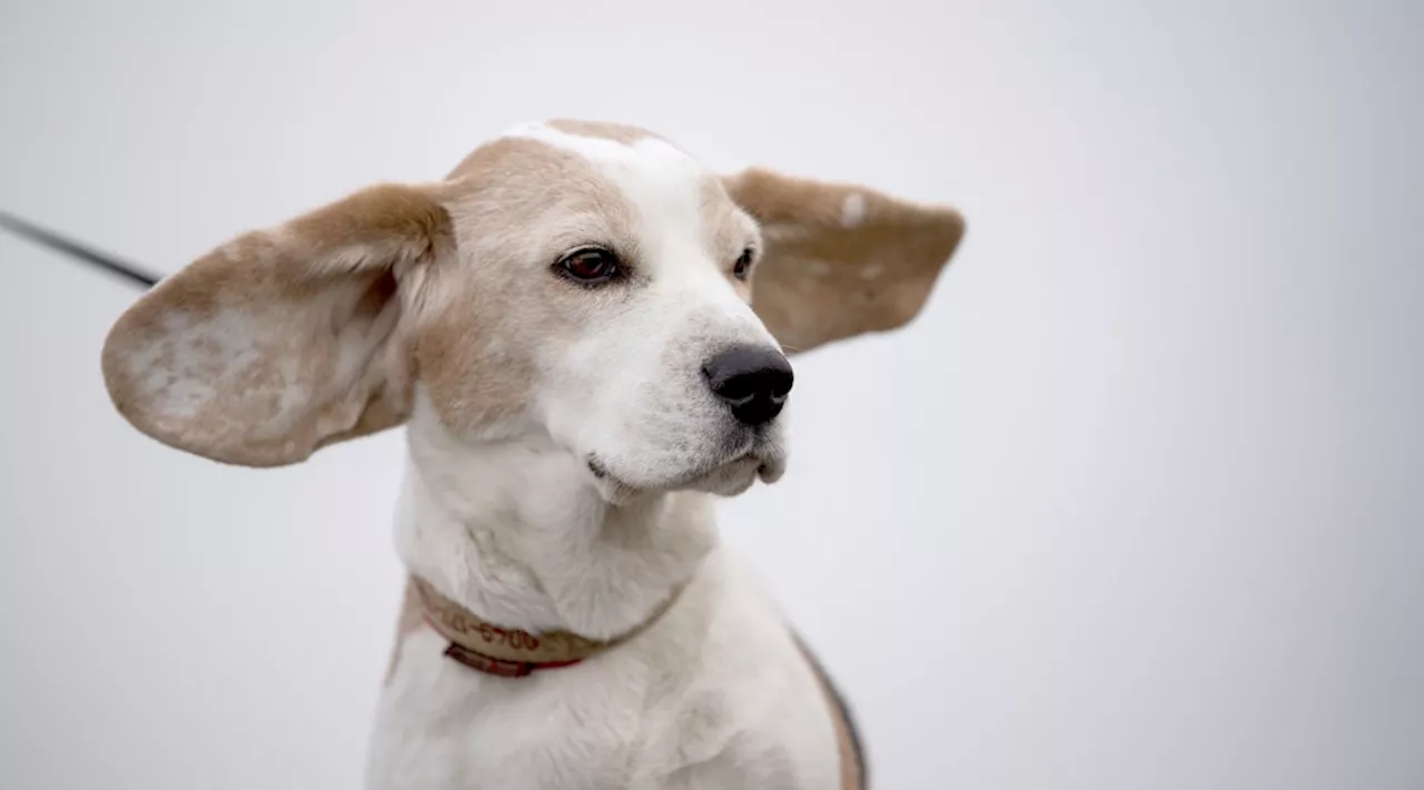 Lange Haare, Schlappohren und mehr: Hunde und ihre Halter