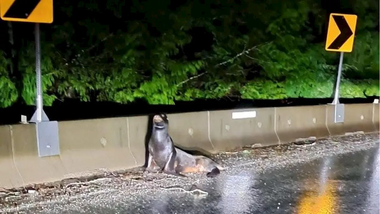 Lost Sea Lion Returns to Highway 4 After Ocean Trip