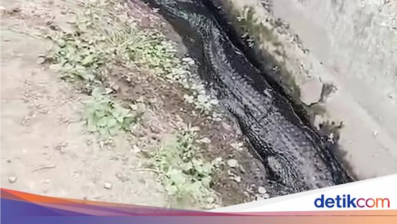 Buaya Peliharaan Kabur Berenang di Got Karawang