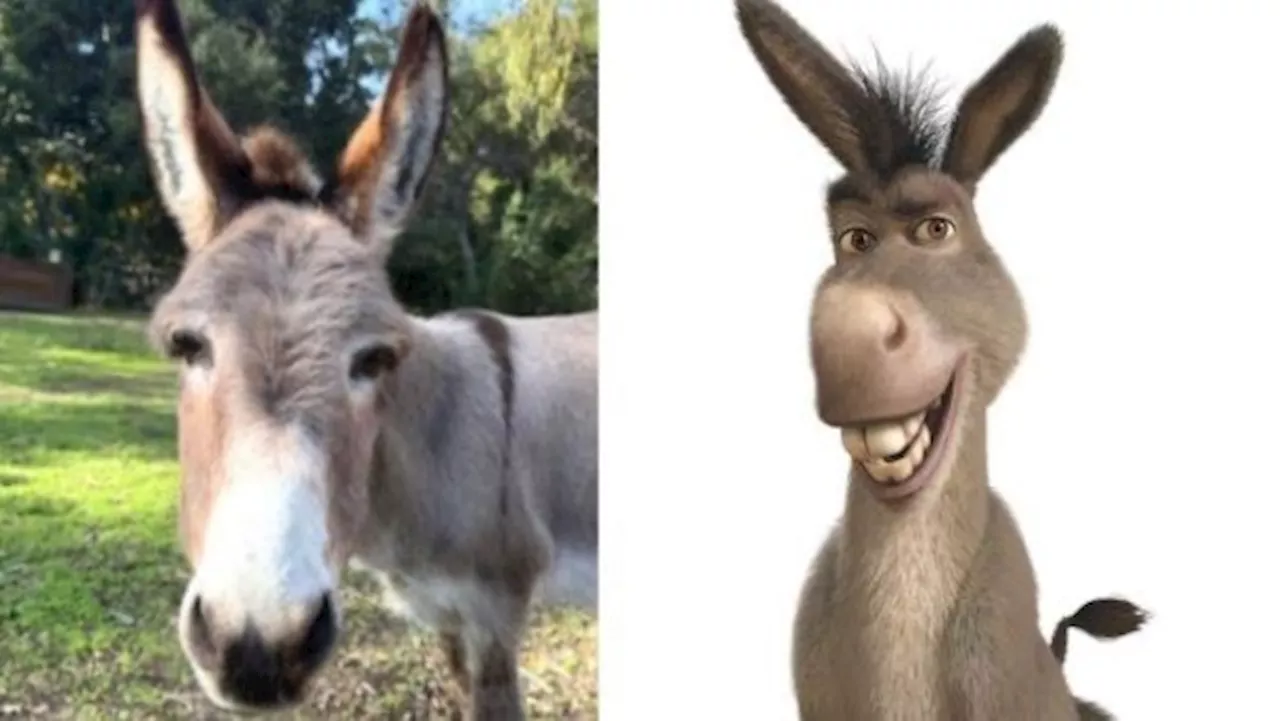 وفاة “بيري” ملهم شخصية Donkey في فيلم Shrek