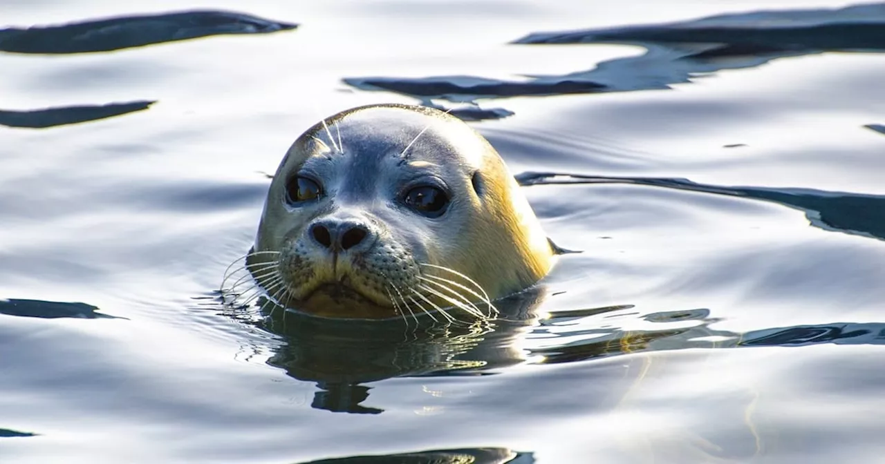 Cape Town SPCA Warns of Rabies Outbreak Among Seals